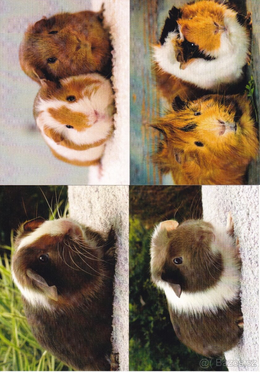 pohledy zvířat - 20