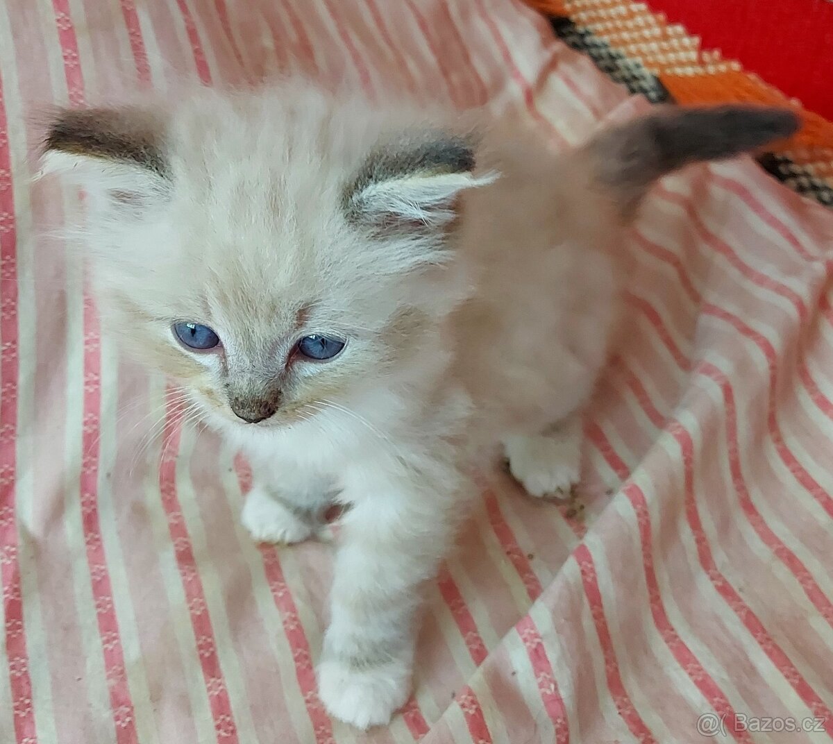 Maciatka ragdoll na odber - 20