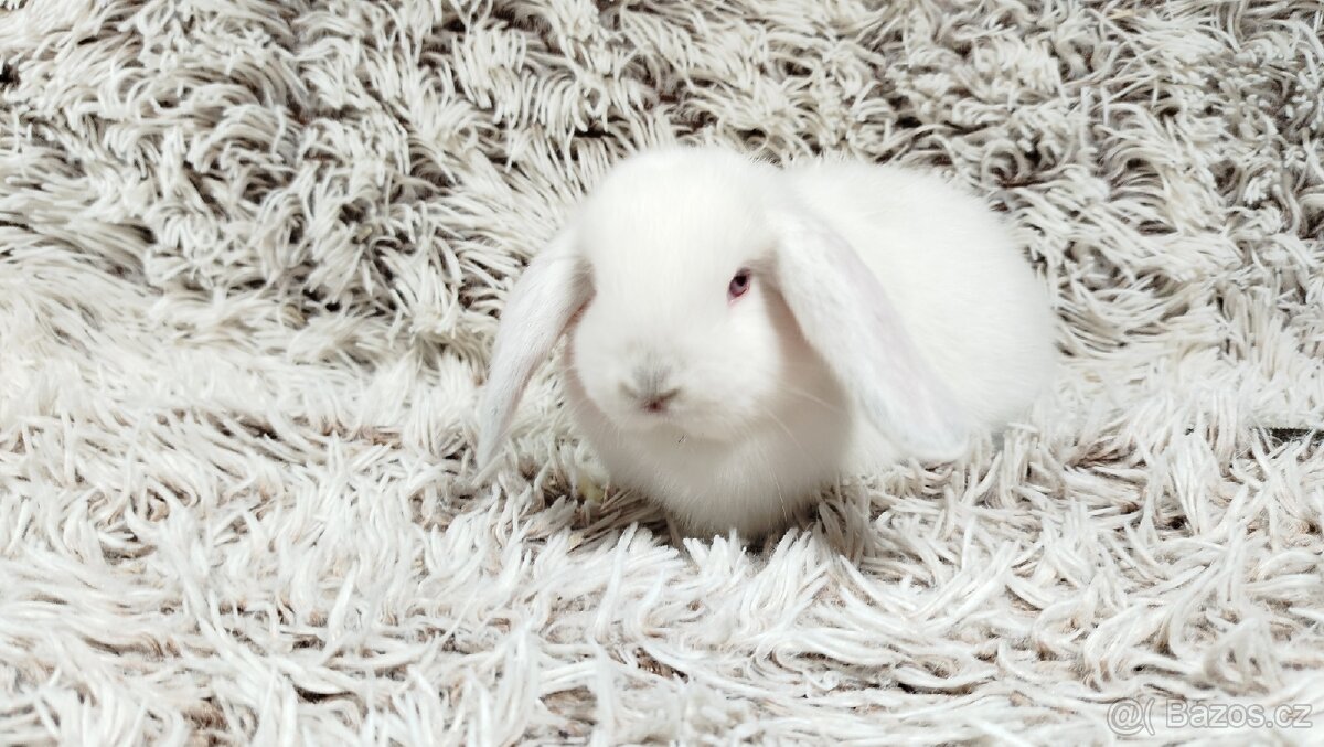 Zakrslý beránek, králíček, králík - MOLLY A MATEO - 20