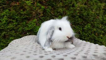 Zakrslý beránek, králíček, králík - MINDY - 20