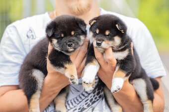 SHIBA štěňata k rezervaci - 20