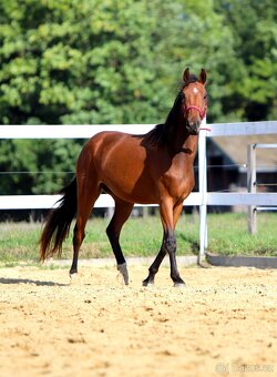 ____Klisna český teplokrevník___ - 20