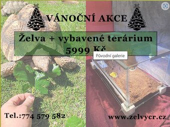 Suchozemské želvy + rozvoz a terária - 20