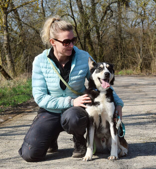 Báječný Ares kríženec ovčáka s huskym - 20