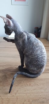 Maciatka cornish rex s PP - 20