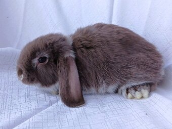 Zakrslí beránci a bílopesíkatí králíčci s rodokmenem - 20