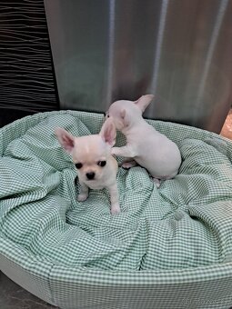 Čivava Mini pejsci - 20