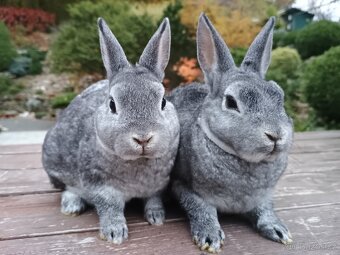 Zakrslý REX činčilový miminka k Vánocům - 20