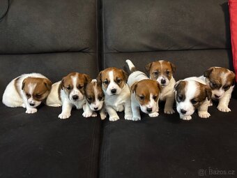 Jack Russell teriér s PP - 20