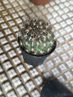 Kaktusy - 20