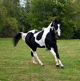 luxusní PAINT horse, DOUBLE HOMOZYGOT, import, plemeník - 20