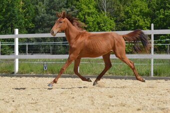 Sportovní klisna KWPN s TOP původem - 20