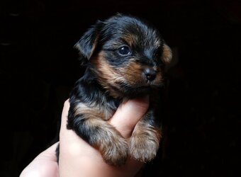 Yorkšírský teriér krytí, připuštění - 20