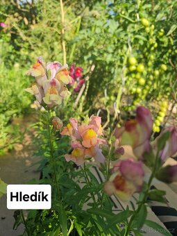 Přebytky ze zahrady - 20