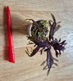 AFRICKÉ OKRASNÉ KOPŘIVY COLEUS - rostlinky - 20