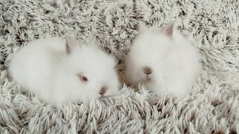Zakrslý králíček, králík-(TEDDY)-HERBERT A HEIDY - 20
