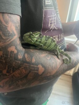 Chameleon jemenský - 20