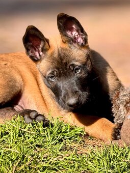 BELGICKÝ OVČÁK MALINOIS - ŠTĚŇATA - 20