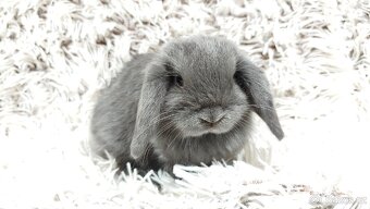 Zakrslý beránek, králíček, králík - KVIDO - 20