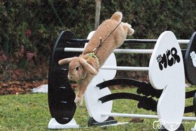 Předvedení králičího hopu - 20