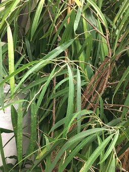 POKOJOVE KVETINY - 20