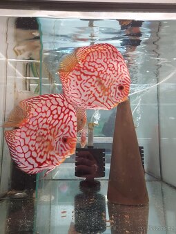 Discus - Terčovec - 20
