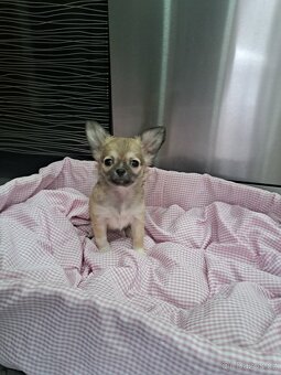 Čivava štěňátka fenečky - 20