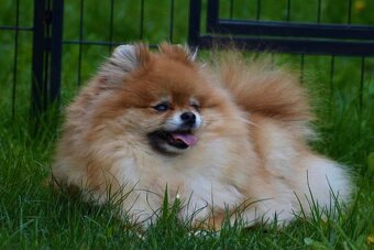 Pomeranian - 20
