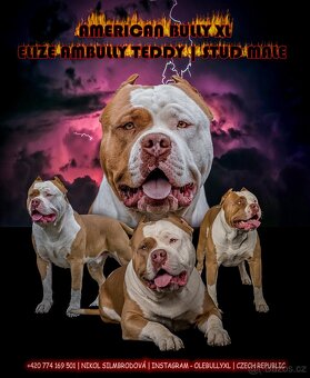 American bully - krytí - 20