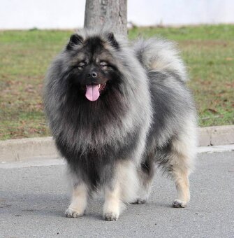 Německý špic vlčí / keeshond prodám kvalitní štěňata s PP - 20