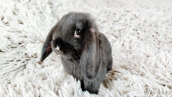 Zakrslý beránek, králík, králíček - PEGGY - 20