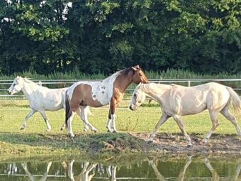 Huculská klisna, hucul, homozygotní Tobiano, pony, malý kůň - 20