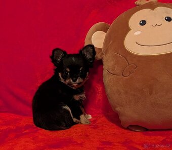 Čivava dlouhosrstá s PP- pejsci a fenky - 20