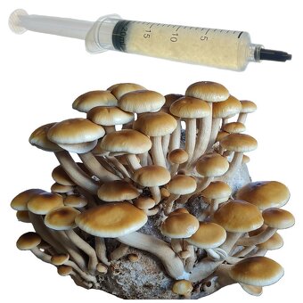 Hlíva ústřičná, plicní, modrá, žlutá, růžová, královská - 20