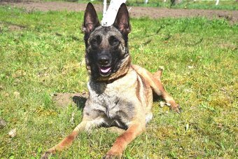 Malinoiska Naomi hledá domov - 20