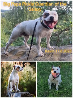 Krycí pes Stafordšírský bulteriér s PP . - 20