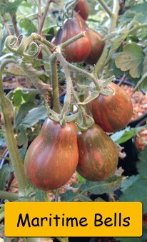 Semínka rajčata - různé druhy - 20