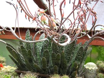 Kaktusy a sukulenty 30 Kč za kus - 20