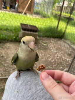 Agapornis růžohrdlý 🦜 - 20