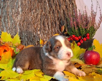 Australský ovčák s PP - 20