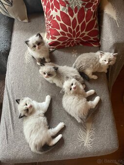Ragdoll koťata s PP - 20