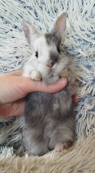 Zakrslý králík - 20