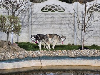 Sibiřský Husky - štěně - 20