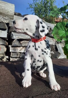 Dalmatin již k odběru - 20