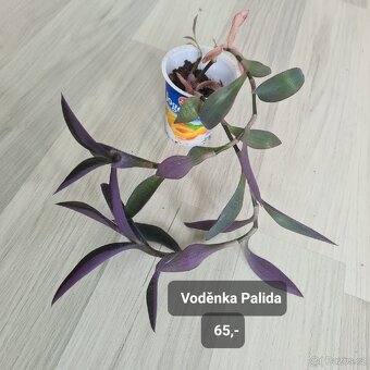 Pokojovky / pokojove rostliny - 20