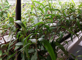 AQAPONICKA FARMA Pronajem - 20