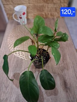 Pokojové rostliny 1 - 20