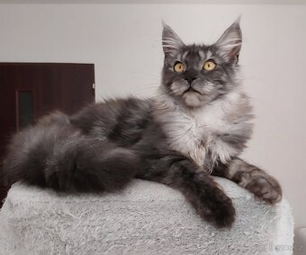 Maine coon, nainska myvalia s PP - 20