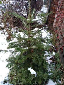 Jedlička a smrček pro Vás  stromeček Natur ze zahrádky - 20