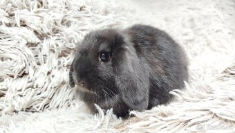 Zakrslý beránek, králíček, králík-BRUNO - 20